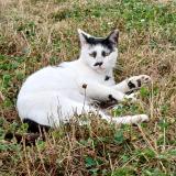 Photo de chat trouvé à Amanlis