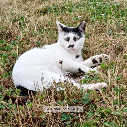 Photo 1/1 Chat trouvé Trouvé à Amanlis