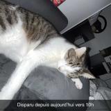 Photo de chat perdu à Taverny