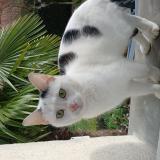 Photo de chat trouvé à Roinville