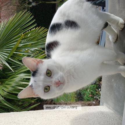 Photo 1/1 Chat trouvé Trouvé à Roinville