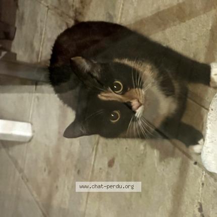 Photo 1/1 Chat trouvé Trouvé à 33460 arsac