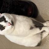 Photo de chat perdu à Collonges