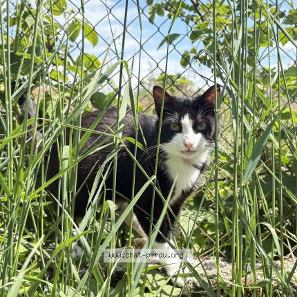 Photo 1/2 Chat retrouvé Perdu à Frontenard