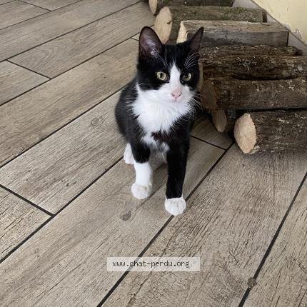 Photo 2/2 Chat retrouvé Perdu à Frontenard