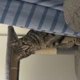 Photo de chat perdu à Groslay