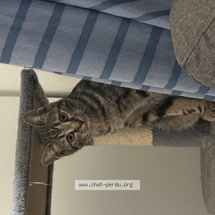 Photo 1/1 Naruto Chat perdu à Groslay