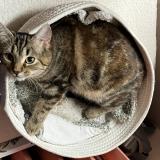 Photo de chat perdu à Provins