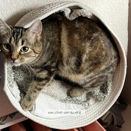 Photo 1/1 Ariane Chat perdu à Provins