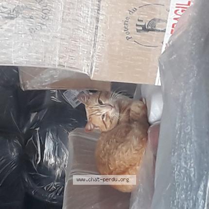 Photo 1/1 Chat trouvé Trouvé à Bourgoin jallieu