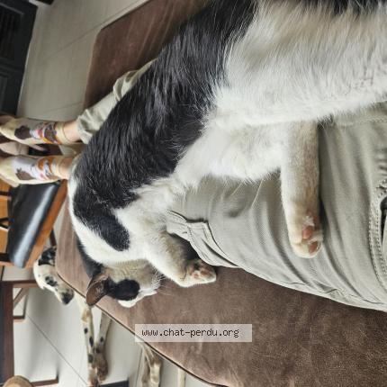 Photo 1/1 Chat retrouvé Perdu à Rivesaltes