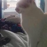 Photo de chat perdu à La Bouexiere