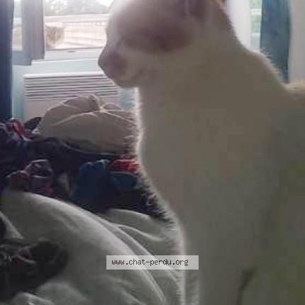 Photo 1/1 Mimichat Chat perdu à La bouexiere