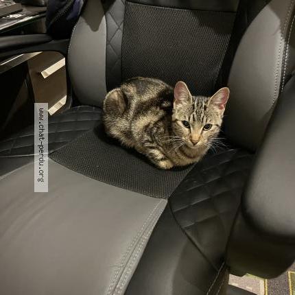 Photo 2/2 Chat trouvé Trouvé à Houilles