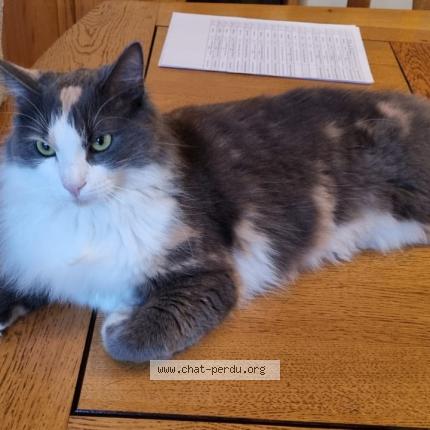 Photo 1/1 Chat retrouvé Perdu à Torcy le grand