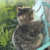 Photo de chat trouvé à Saint Cyr Au Mont D Or