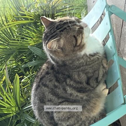 Photo 1/1 Chat trouvé Trouvé à Saint cyr au mont d or