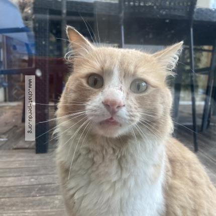 Photo 1/1 Chat trouvé Trouvé à Aulnay sous bois