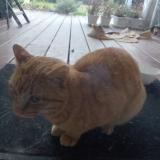 Photo de chat trouvé à Viellesegure