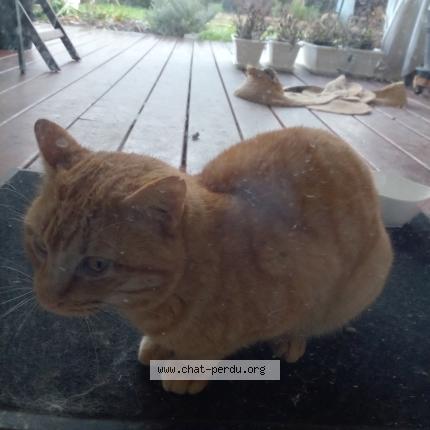 Photo 1/3 Chat trouvé Trouvé à Viellesegure