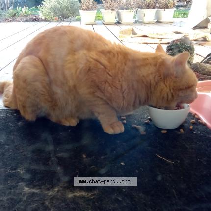 Photo 2/3 Chat trouvé Trouvé à Viellesegure