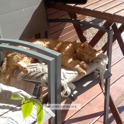 Photo 3/3 Chat trouvé Trouvé à Viellesegure