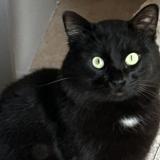 Photo de chat perdu à Ferrals Les Corbieres