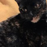 Photo de chat retrouvé à La Mairena Ojen