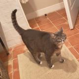 Photo de chat perdu à Neoules