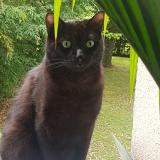 Photo de chat perdu à Noisy Le Grand