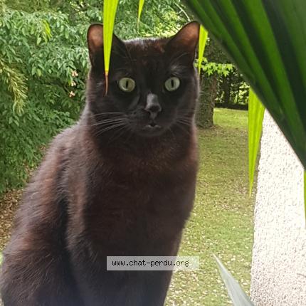 Photo 1/1 Wolfgang Chat perdu à Noisy le grand