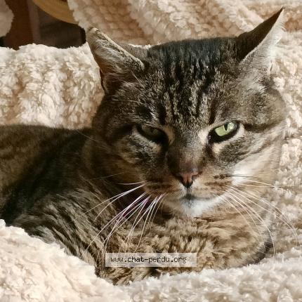 Photo 1/1 Chat retrouvé Perdu à Mourenx