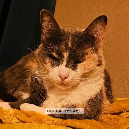 Photo 1/1 Chat retrouvé Perdu à Toulouse minette