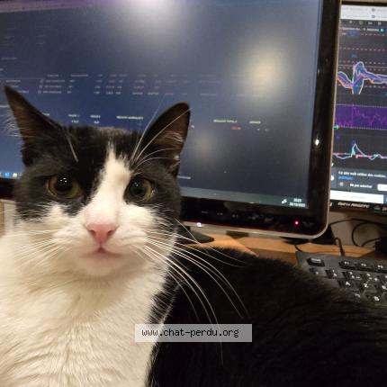 Photo 1/1 Charlotte Charlie Chat perdu à Livry gargan