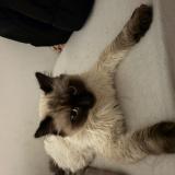 Photo de chat perdu à Charnay Les Macon