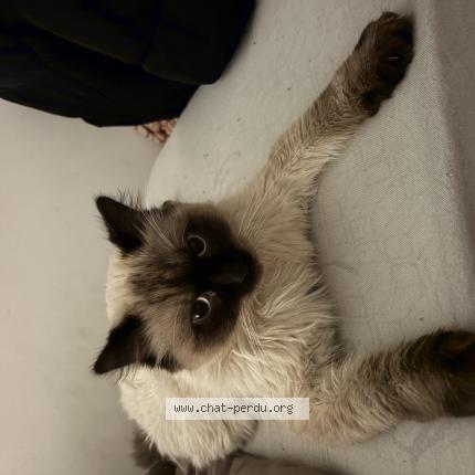 Photo 1/1 Tomy Chat perdu à Charnay les macon