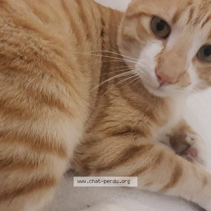 Photo 1/2 Akira Chat perdu à Grabels