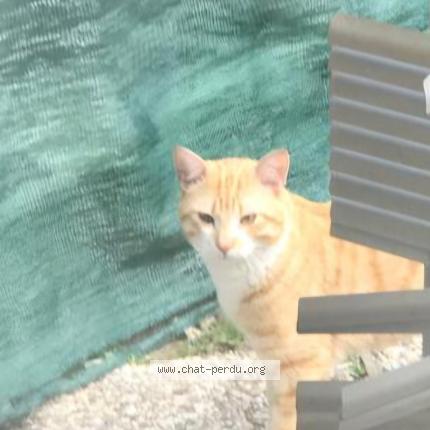 Photo 2/2 Akira Chat perdu à Grabels