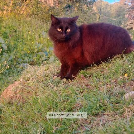 Photo 1/1 Baghera Chat perdu à Dieppe