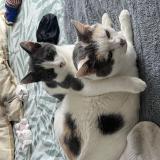 Photo de chat perdu à Crevin