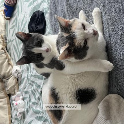 Photo 1/1 Fibi Chat perdu à Crevin