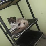 Photo de chat perdu à Las Mercedes Manchay