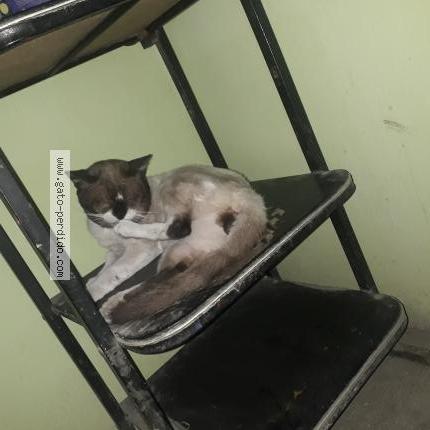 Photo 1/1 Fide Chat perdu à Las mercedes manchay