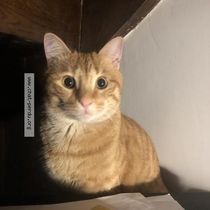 Photo 1/1 GINGER Chat perdu à Marseille