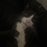 Photo de chat perdu à Grenoble