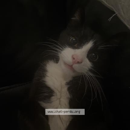 Photo 1/1 Assad Chat perdu à Grenoble