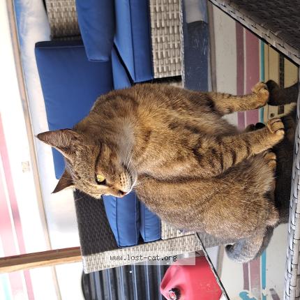 Photo 1/1 Sasha Chat perdu à Pasadena