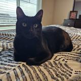 Photo de chat perdu à Beaverton