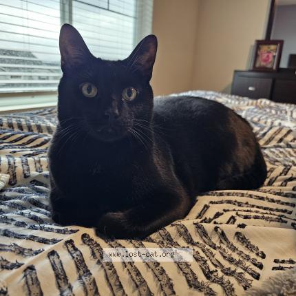 Photo 1/1 Blake Chat perdu à Beaverton