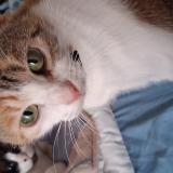 Photo de chat perdu à Brest 29